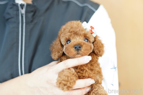 成約済の埼玉県のトイプードル-267151の6枚目