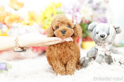 成約済の埼玉県のトイプードル-267151の5枚目