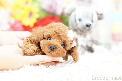 成約済の埼玉県のトイプードル-267151の4枚目