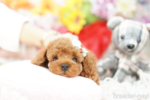 成約済の埼玉県のトイプードル-267151の3枚目