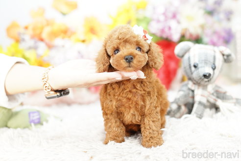 成約済の埼玉県のトイプードル-267151