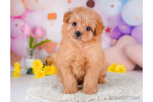 成約済の東京都のポメプー:ポメラニアン×トイプードル-267154