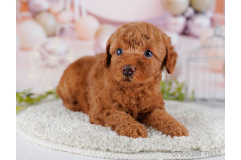 成約済の東京都のトイプードル-267156の6枚目