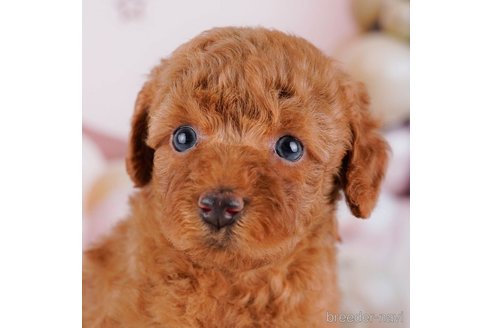 成約済の東京都のトイプードル-267156の1枚目