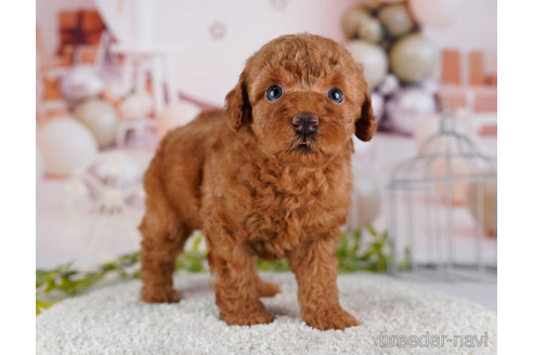 成約済の東京都のトイプードル-267156の3枚目