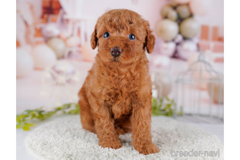 成約済の東京都のトイプードル-267156の4枚目