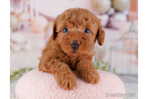 成約済の東京都のトイプードル-267156の5枚目