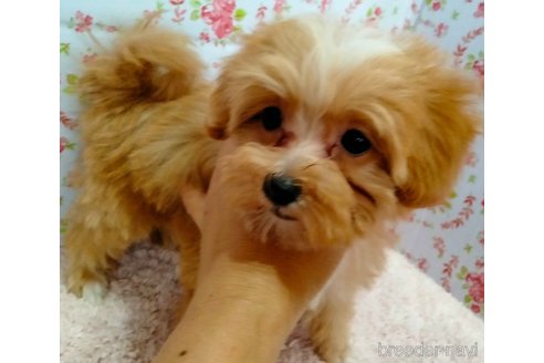 成約済の埼玉県のマルプー:マルチーズ×トイプードル-256334の14枚目