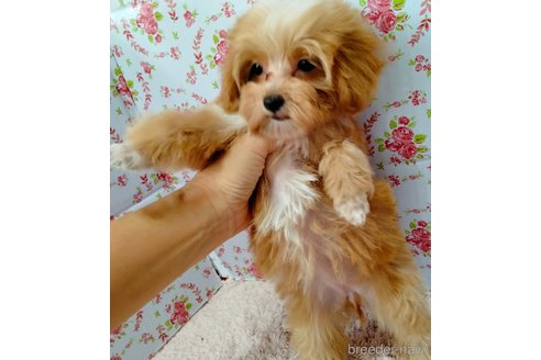 成約済の埼玉県のマルプー:マルチーズ×トイプードル-256334の13枚目