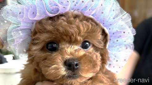 販売中の愛知県のタイニープードル-266934