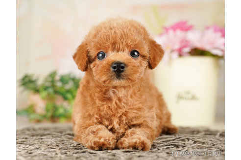 成約済の千葉県のトイプードル-261192の5枚目