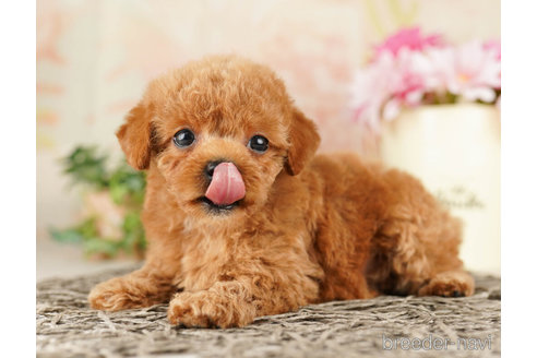 成約済の千葉県のトイプードル-261192の4枚目