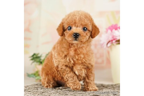 成約済の千葉県のトイプードル-261192の1枚目