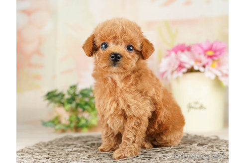 成約済の千葉県のトイプードル-261192の2枚目