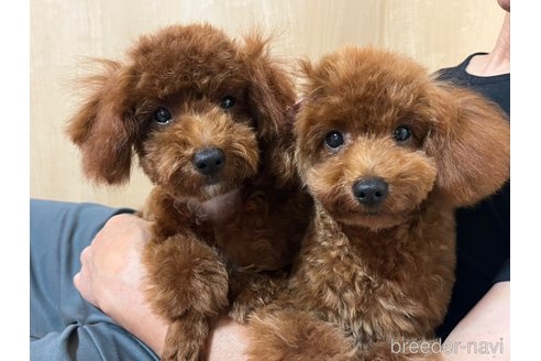 成約済の神奈川県のトイプードル-255992の4枚目