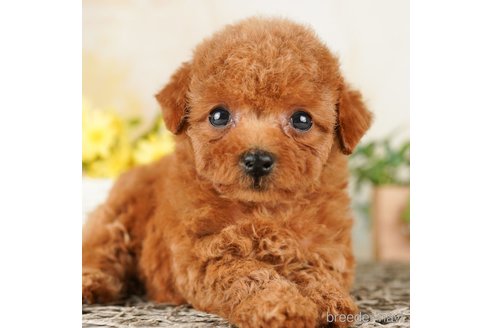 成約済の千葉県のトイプードル-260826の1枚目