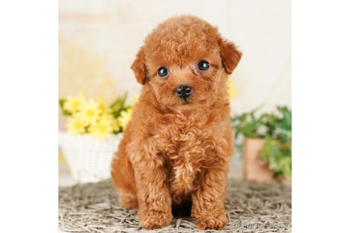 成約済の千葉県のトイプードル-260826の5枚目