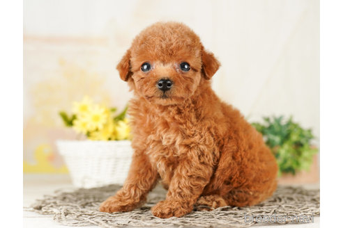 成約済の千葉県のトイプードル-260826の4枚目