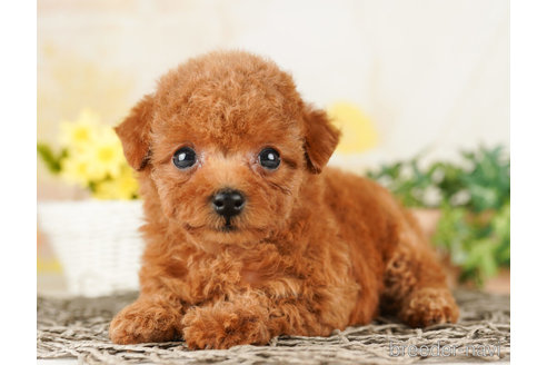 成約済の千葉県のトイプードル-260826の3枚目