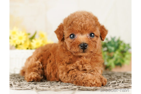 成約済の千葉県のトイプードル-260826の2枚目