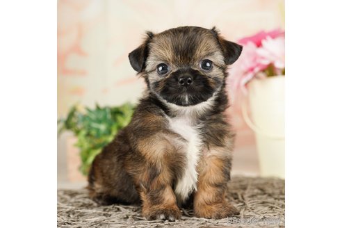 成約済の千葉県のミックス犬-260805の6枚目