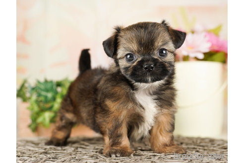 成約済の千葉県のミックス犬-260805の5枚目