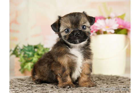 成約済の千葉県のミックス犬-260805の4枚目