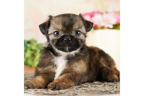 成約済の千葉県のミックス犬-260805の1枚目