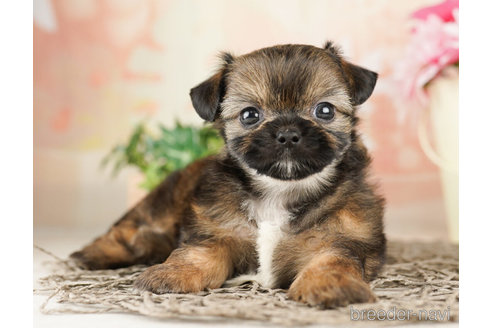 成約済の千葉県のミックス犬-260805の3枚目