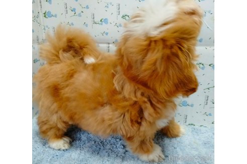 成約済の埼玉県のマルプー:マルチーズ×トイプードル-257292の5枚目
