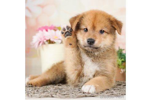 成約済の千葉県のミックス犬-261139の1枚目