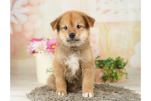 成約済の千葉県のミックス犬-261139の6枚目