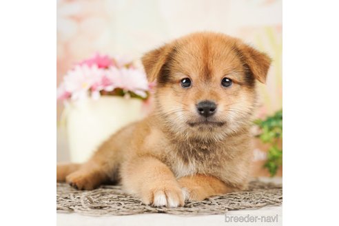 成約済の千葉県のミックス犬-261139の5枚目