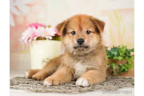 成約済の千葉県のミックス犬-261139の4枚目