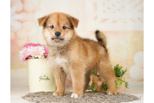 成約済の千葉県のミックス犬-261139の3枚目