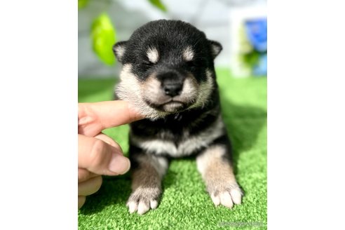 成約済の埼玉県の柴犬-267178の3枚目