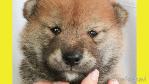 販売中の徳島県の柴犬-267197