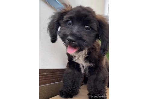 成約済の福岡県のミックス犬-263599の2枚目