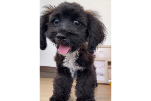成約済の福岡県のミックス犬-263599の3枚目