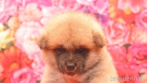 販売中の茨城県の秋田犬-267202