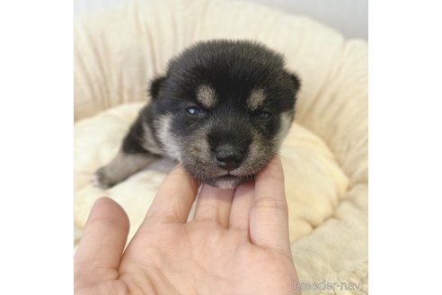 成約済の広島県の豆柴-267203の3枚目