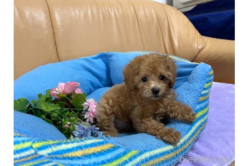成約済の栃木県のトイプードル-267220の5枚目