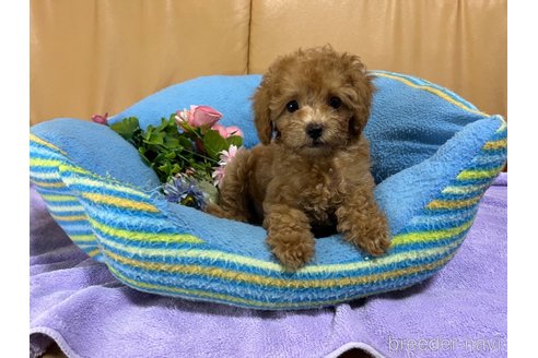 成約済の栃木県のトイプードル-267220の4枚目