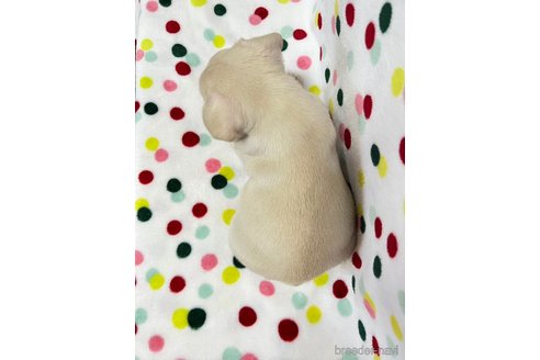 成約済の香川県のフレンチブルドッグ-267258の2枚目