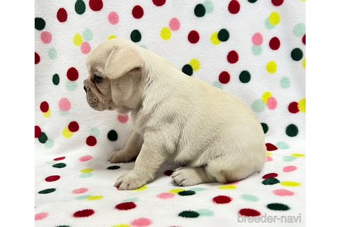 成約済の香川県のフレンチブルドッグ-267258の4枚目