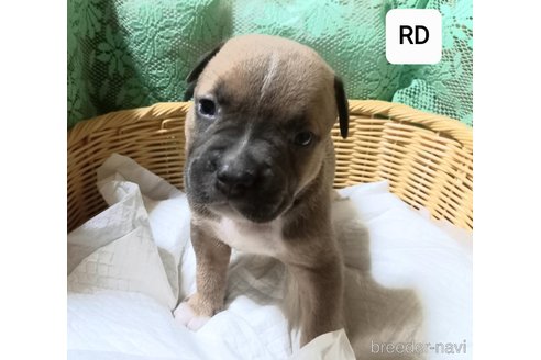 販売中の福岡県のアメリカンブリー-267261