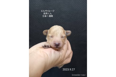 成約済の大阪府のタイニープードル-265942の7枚目