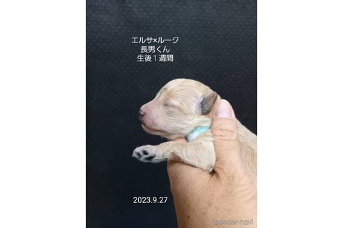 成約済の大阪府のタイニープードル-265942の6枚目