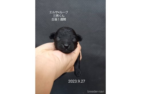 成約済の大阪府のタイニープードル-265945の6枚目