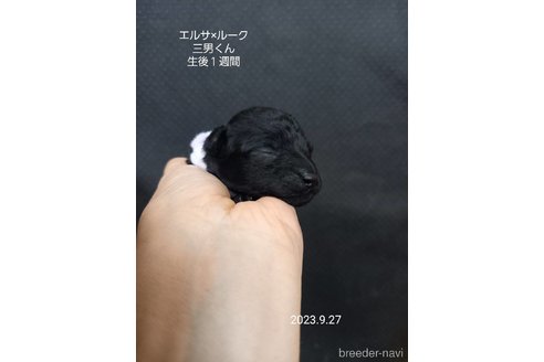 成約済の大阪府のタイニープードル-265945の4枚目